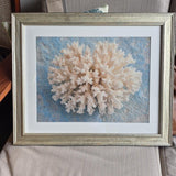 Framed White Coral Coastal Photograph