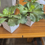 Faux Staghorn Ferns in Marble-Look Planters - Three