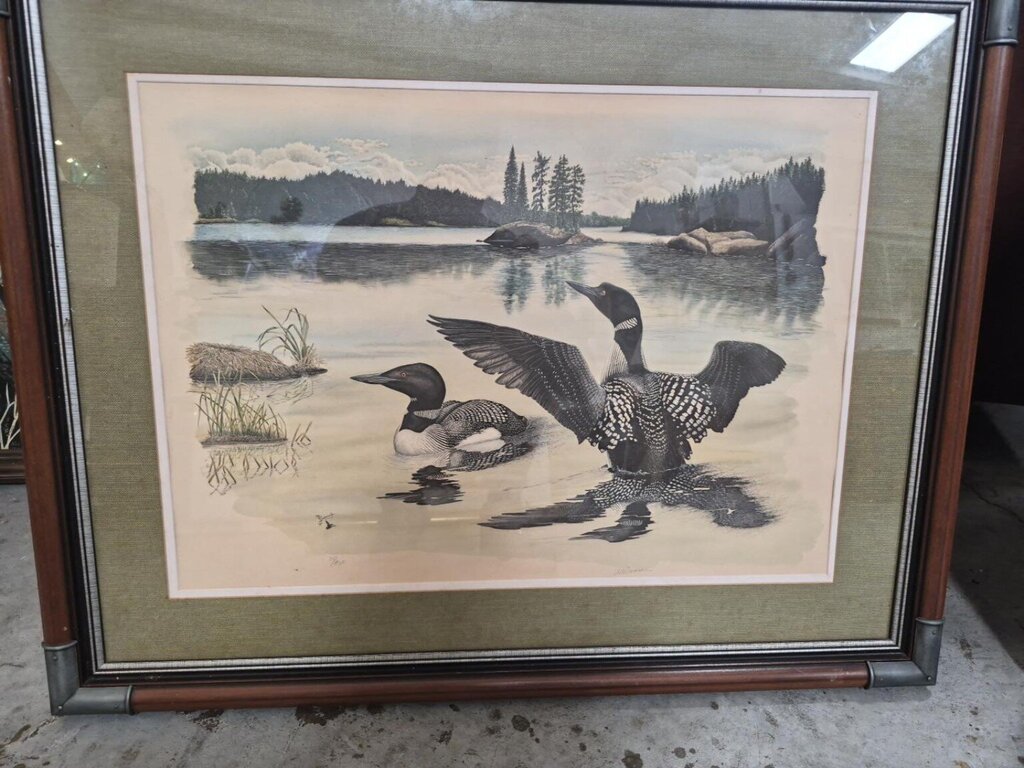 Loon Wildlife Print - Signature Appears Al Dornisch