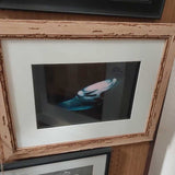 Manta Ray Photography