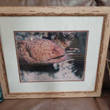 Mora Eel Photography