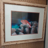 Fish Coral Photography