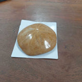 Polished Starfish Fossil