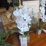 White Orchid Flower