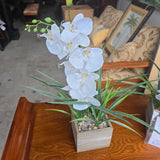 White Orchid Flower