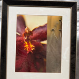 Plumeria Flower