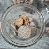 Sea Glass & Seashell Glass Beach Decor Set