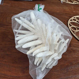 Natural Dry Starfish Set
