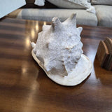 Decorative Conch Shell