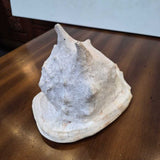 Decorative Conch Shell