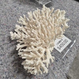 White Branching Coral Display