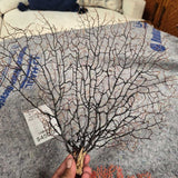 Black Sea Fan Display