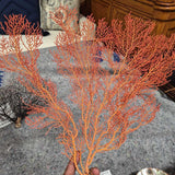 Red/Orange Sea Fan Display On Shell