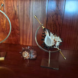 Mounted Shell Specimens On Brass Stand set