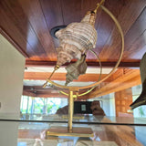 Mounted Shell Specimens On Brass Stand set