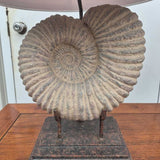 Fossil Ammonite Table Lamps Pair