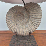Fossil Ammonite Table Lamps Pair