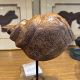 Acacia Wood Shell On Stand