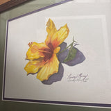Penny King Yellow Hibiscus