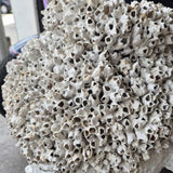 Decorative Barnacle Vase