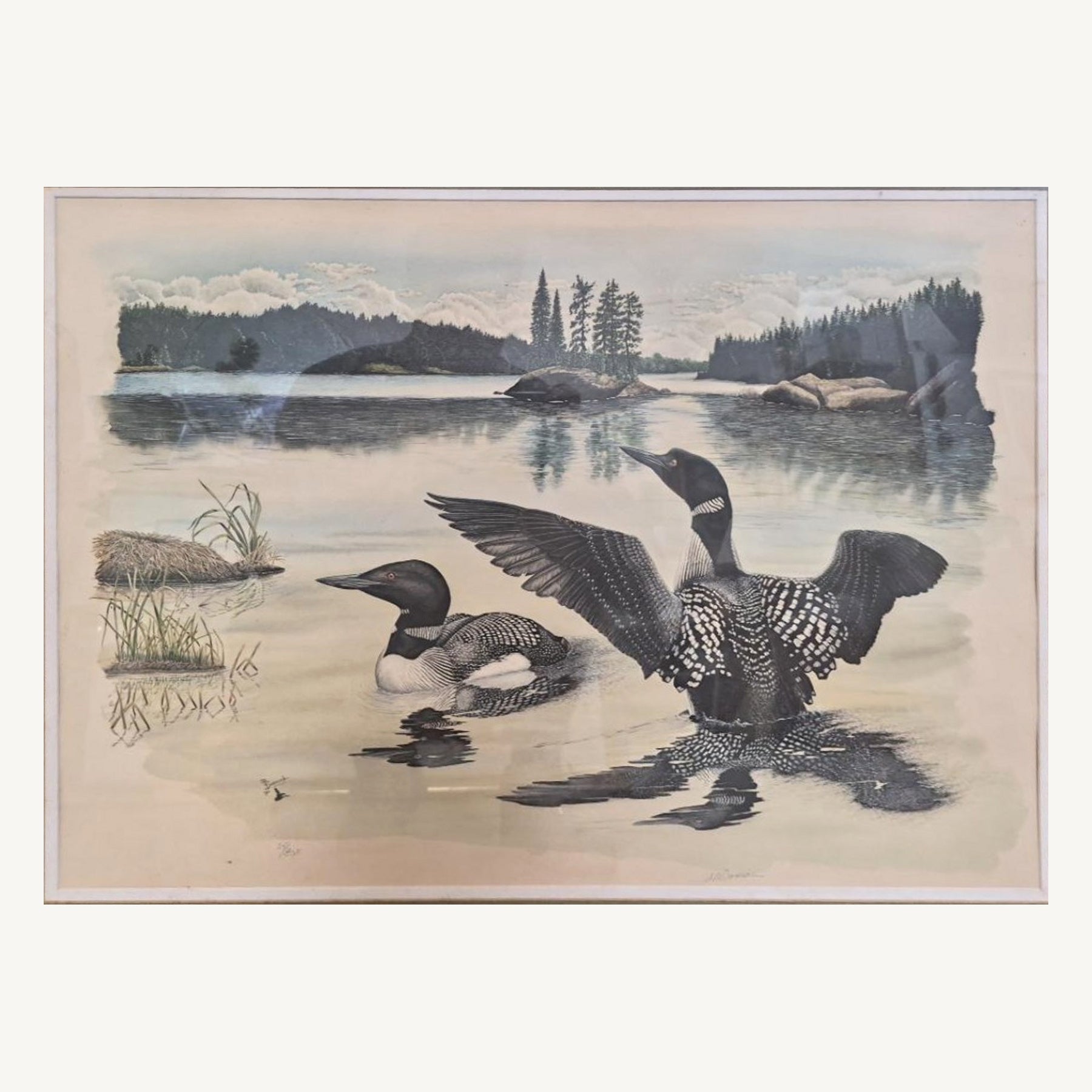 Loon Wildlife Print - Signature Appears Al Dornisch — cropped and straightened original photograph; full frame shown in additional photos